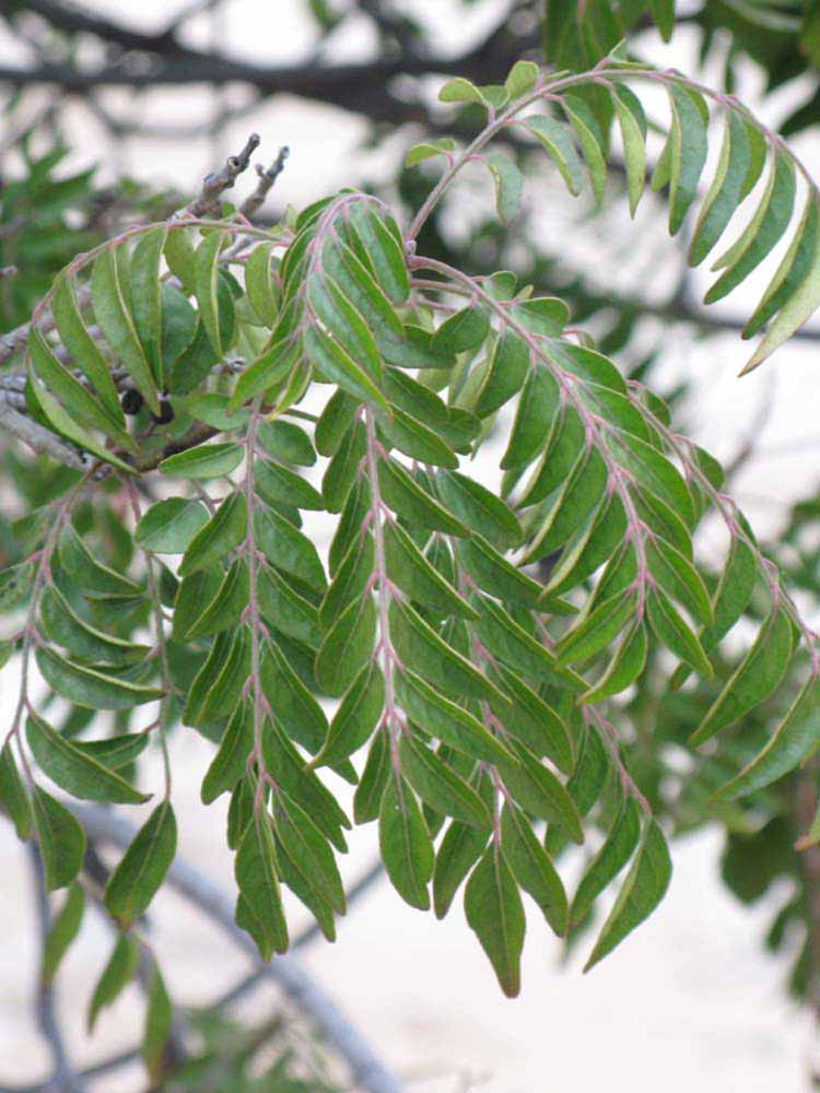              Sun leaves (Riverside, CA)       